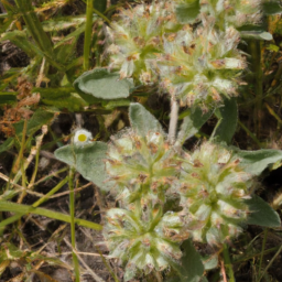 Apterosperma oblata