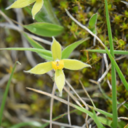 Arachnothryx chimboracensis