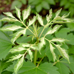 Aralia chinensis