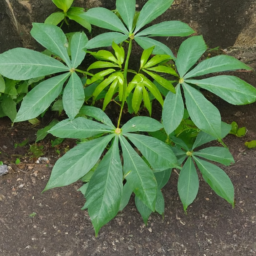 Aralia javanica