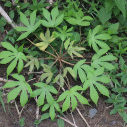 Aralia malabarica