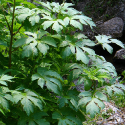 Aralia tibetana