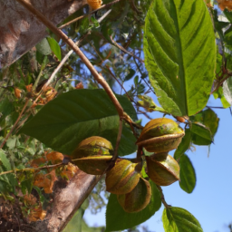 Arara Nut Tree