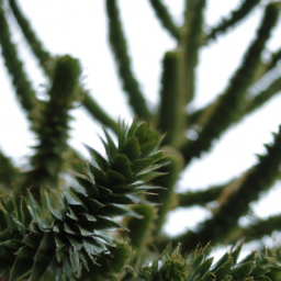 Araucaria angustifolia