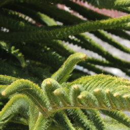 Araucaria heterophylla