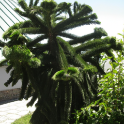 Araucaria luxurians