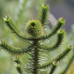 Araucaria nemorosa