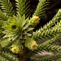 Araucaria scopulorum