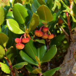 Arbutus pavarii