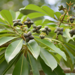 Archidendron forbesii