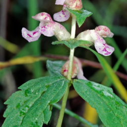 Archidendropsis glandulosa