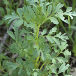 Archidendropsis lentiscifolia