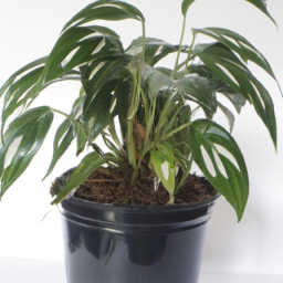 Areca ipot