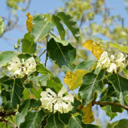 Aristeguietia arborea