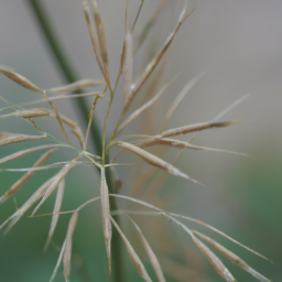 Aristida guayllabambensis