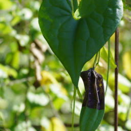 Aristolochia cucurbitifolia