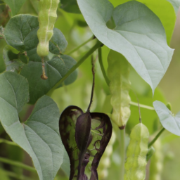 Aristolochia cucurbitoides