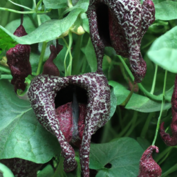 Aristolochia delavayi