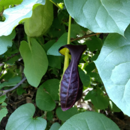 Aristolochia obliqua