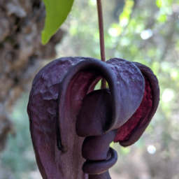 Aristolochia thwaitesii