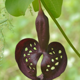 Aristolochia utriformis