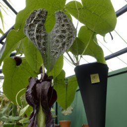 Aristolochia yunnanensis