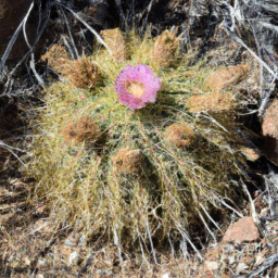 Arizona Hedgehog Cactus