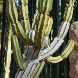 Arthrocereus glaziovii