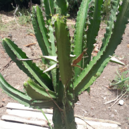 Arthrocereus rondonianus