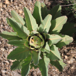 Artichoke Cactus