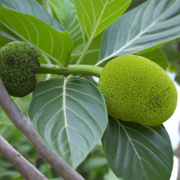 Artocarpus hypargyreus