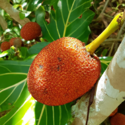 Artocarpus rubrovenus