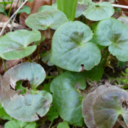 Asarum crispulatum