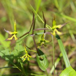 Ascoglossum calopterum