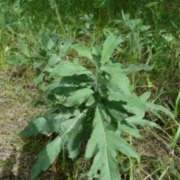 Ashy Dogweed