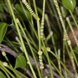 Aspidosperma darienense