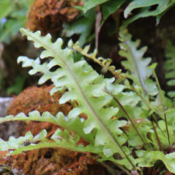 Asplenium ascensionis