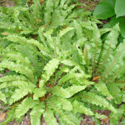 Asplenium cardiophyllum