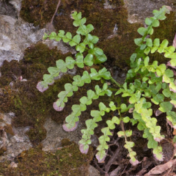 Asplenium fragile var. insulare