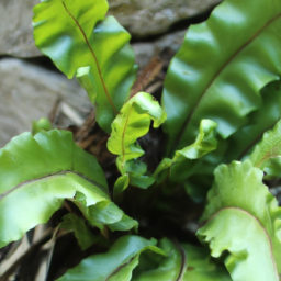 Asplenium schweinfurthii