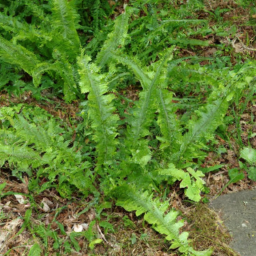 Asplenium virens