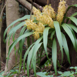 Asplundia lutea