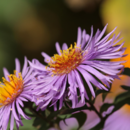 Aster quitensis