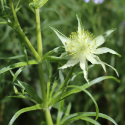 Asteropeia densiflora