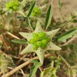 Asteropeia mcphersonii