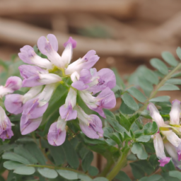 Astragalus bidentatus