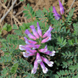 Astragalus cavanillesii