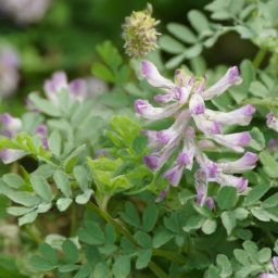 Astragalus sprucei