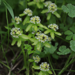 Astronidium floribundum