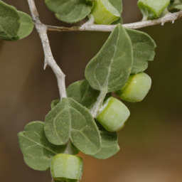 Atuna elliptica